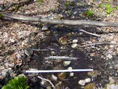 Figure 6. Spring Rivulet with Meter Stick, Narrow Gauge Nature Area, 10 April 2010
